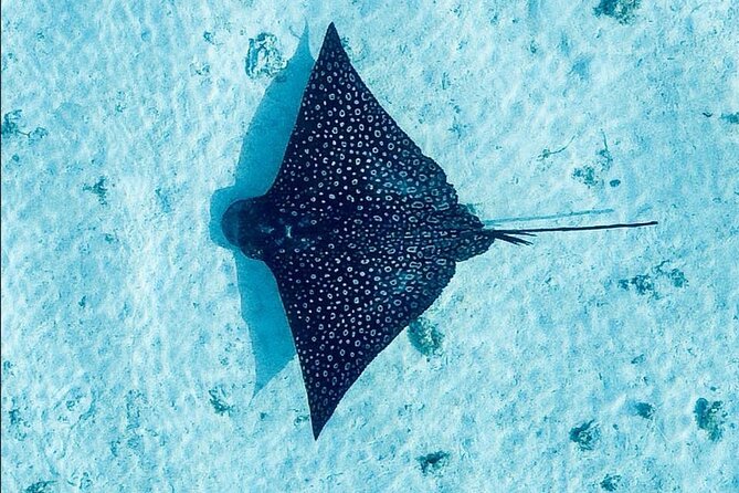 Lagoon Tour + lunch with your feet in the water on a Motu - Key highlights to expect on this Moorea motu day