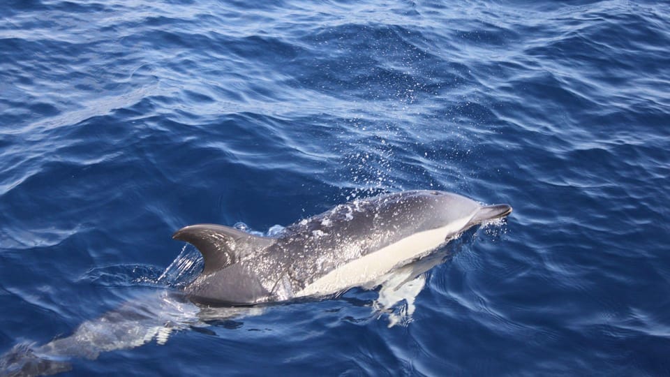 Lanzarote: 2.5-Hour Sunset and Dolphins Cruise - Timing That Makes the Whole Cruise Work