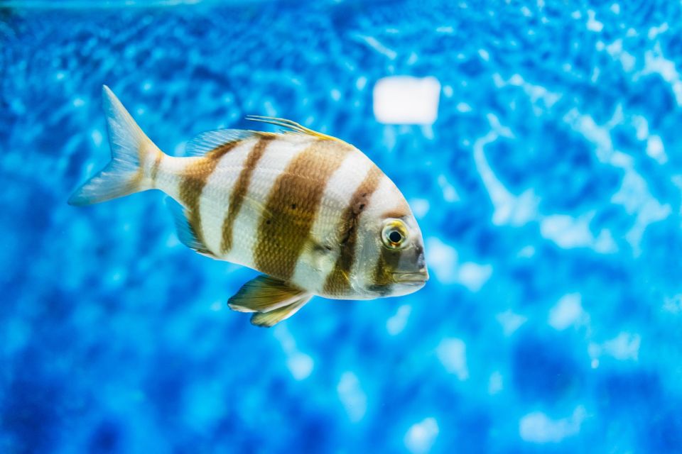 Lanzarote: Aquarium Entry Ticket - Key highlights to look for before you go