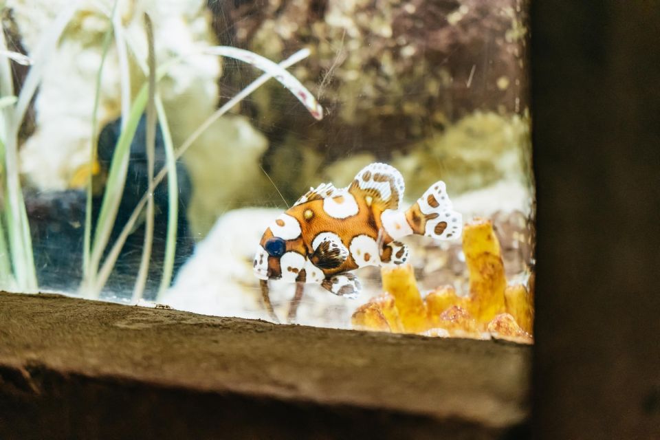 Lanzarote: Aquarium Entry Ticket - Feeding times and the rhythm of your visit