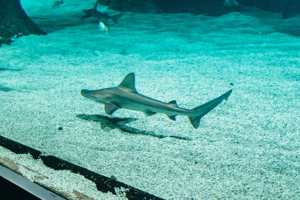 Lanzarote: Aquarium Entry Ticket - Who this ticket suits best