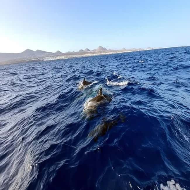 Lanzarote: Dolphin Watching by speedboat - Speedboat Dolphin Watching in Lanzarote: What You’re Really Buying