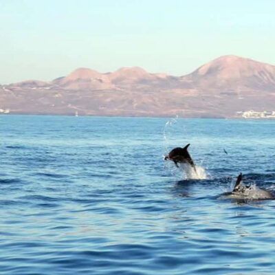 Lanzarote: Dolphin Watching by speedboat - The Waverider RIB Experience: Small Boat, Serious Motion
