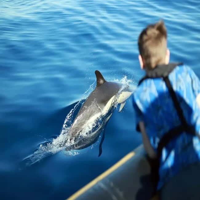 Lanzarote: Dolphin Watching by speedboat - Captain and Guide: Why the On-Water Crew Changes Everything