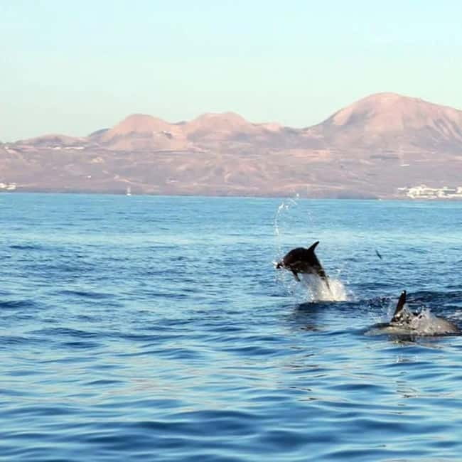 Lanzarote: Dolphin Watching by speedboat - The Waverider RIB Experience: Small Boat, Serious Motion