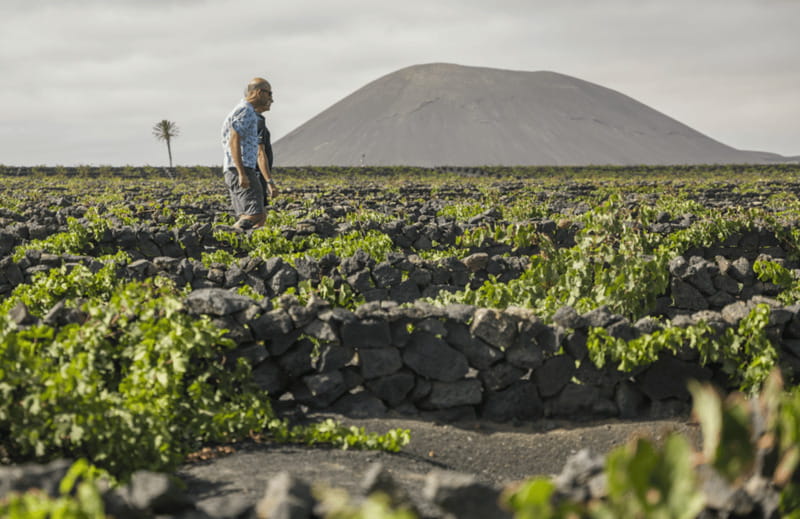 Lanzarote: El Grifo Wine Cellar Tour with Tasting - Walking Through Centenary Vineyards (And Why Volcanic Ground Matters)