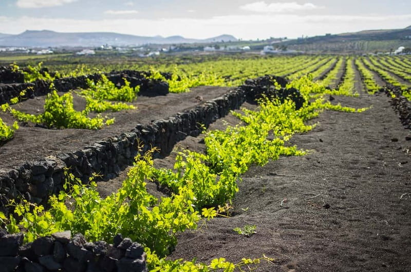 Lanzarote: El Grifo Wine Cellar Tour with Tasting - Price and Value: Is $28 Worth It?