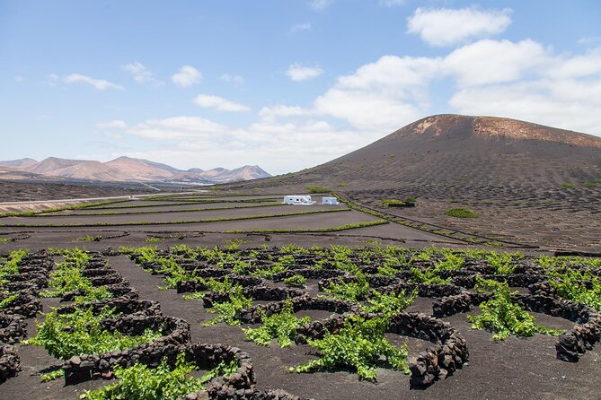 Lanzarote Grand Tour - La Geria wine tasting: a quick taste of volcanic vineyards