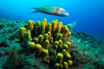 Lanzarote Introductory Scuba Diving Experience - What “intro” really means here: slow skills, lots of reassurance