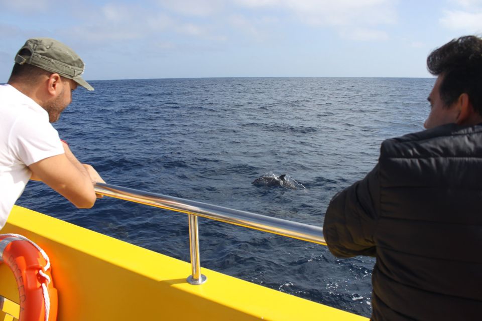 Lanzarote: Lobos Island Half-Day Dolphin Watching Trip - Key Things to Know Before You Go