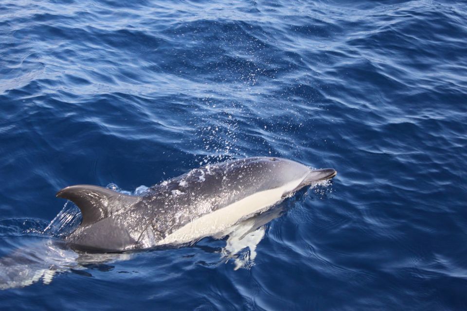 Lanzarote: Lobos Island Half-Day Dolphin Watching Trip - How the Lobos Trip Flows from Puerto del Carmen