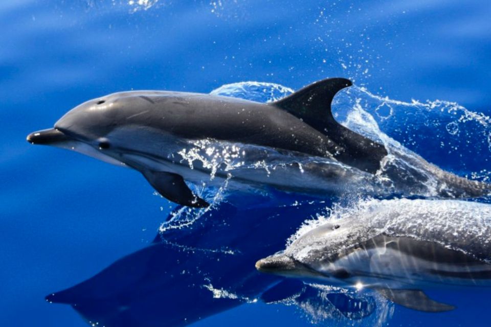 Lanzarote: Lobos Island Half-Day Dolphin Watching Trip - On Board with the Guide: How the Crew Helps You Spot Wildlife