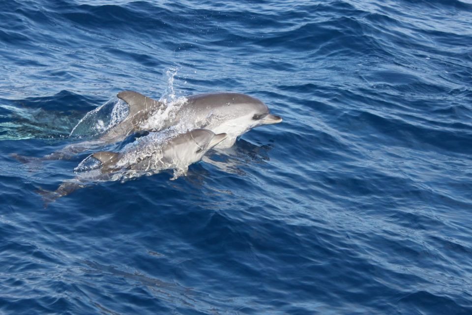 Lanzarote: Lobos Island Half-Day Dolphin Watching Trip - Lobos Island Free Time: Rock Pools, Lagoons, and a Volcano Option
