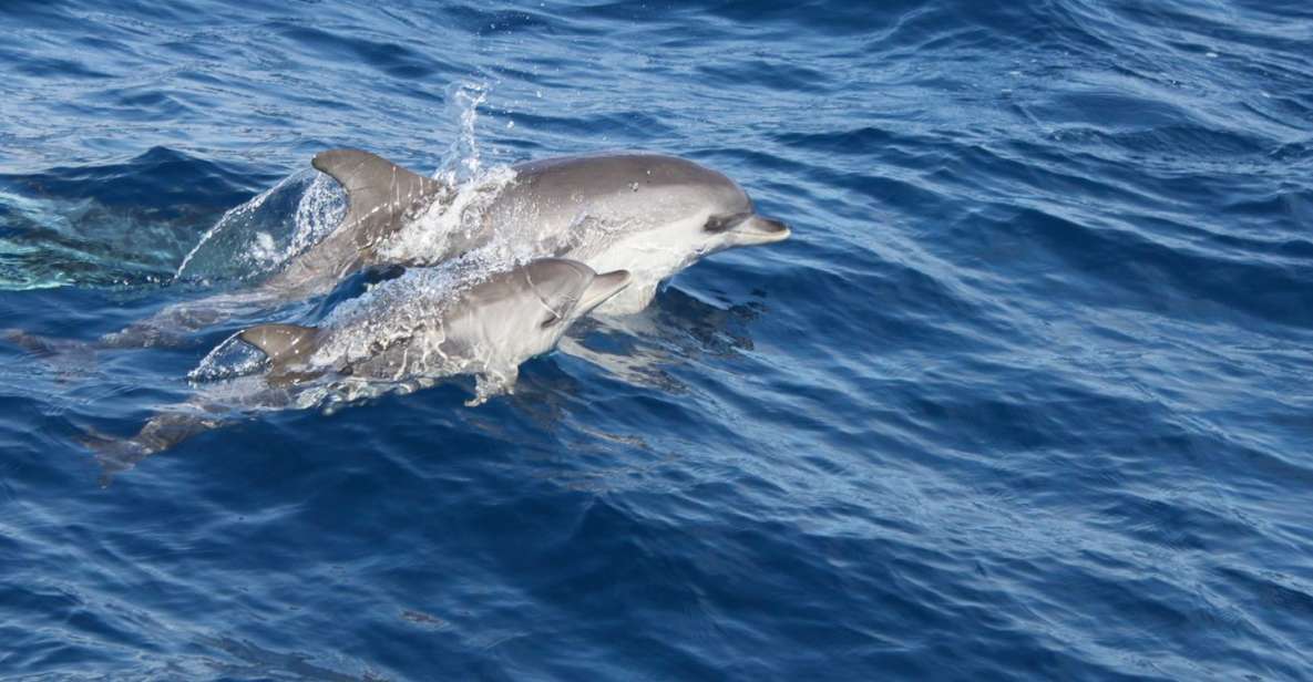 Lanzarote: Lobos Island Half-Day Dolphin Watching Trip - The Speedboat to Lobos: Where the Dolphin Watching Starts