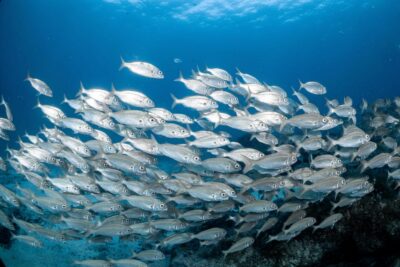 Lanzarote: Scuba Diving for Beginners with 2 Dives - Getting Picked Up and Ready: The 5-Hour Flow