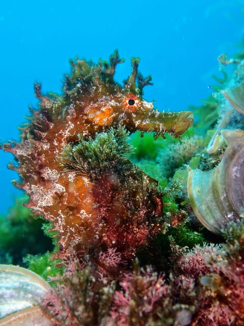 Lanzarote: Scuba Diving for Beginners with 2 Dives - The 12-Meter Second Session: More Space, More Sea Life