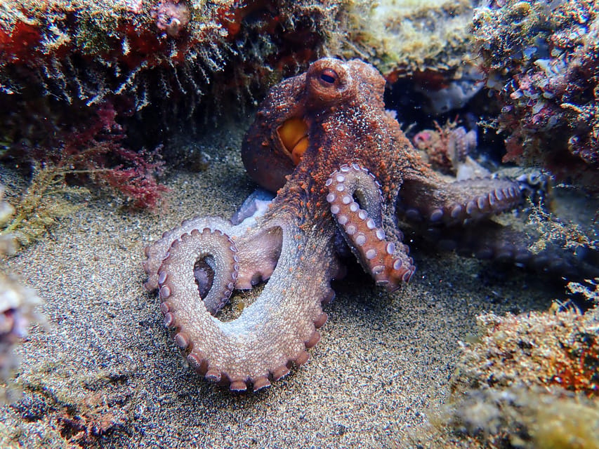 Lanzarote: Scuba Diving for Beginners with 2 Dives - Safety Reality Check: What You Must Know Before You Gear Up