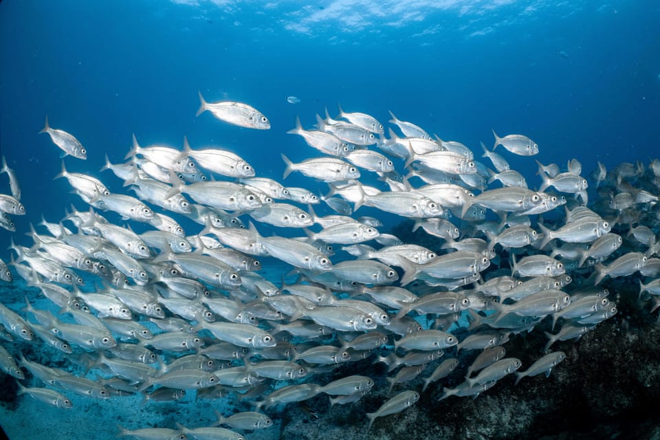 Lanzarote: Scuba Diving for Beginners with 2 Dives - Getting Picked Up and Ready: The 5-Hour Flow