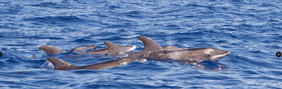 Lanzarote: Sea Safari Experience - Key things that make this Lanzarote sea safari worth your time