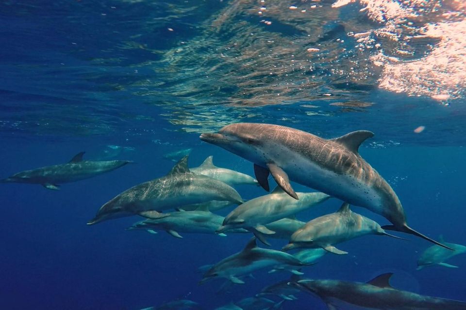Lanzarote: Sea Safari Experience - What to bring (and what’s not allowed) so you stay comfortable