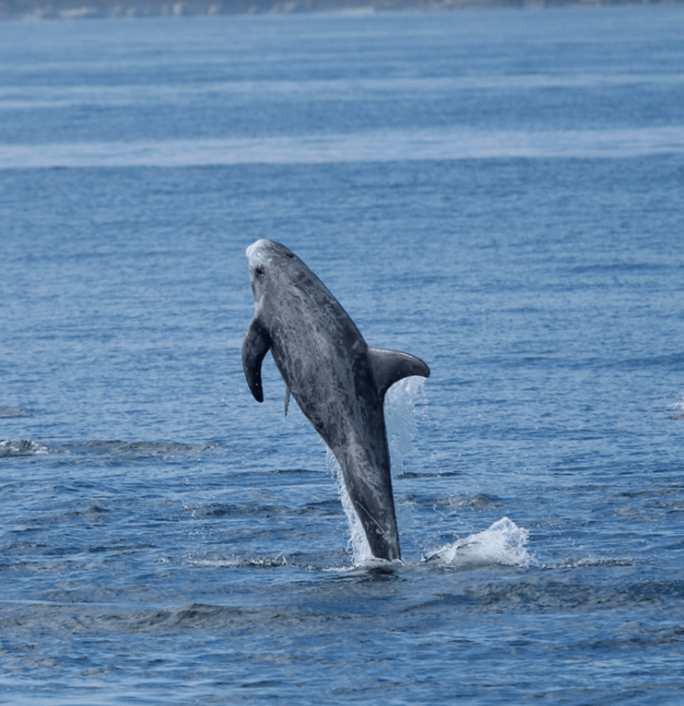 Lanzarote: Sea Safari Experience - From port to open Atlantic: how this tour is set up