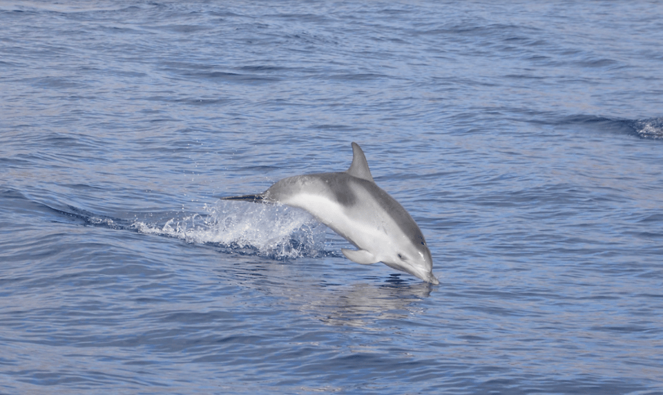 Lanzarote: Sea Safari Experience - The hydrophone twist: hearing cetaceans, not just spotting them