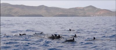 Lanzarote: Sea Safari Experience - What you’ll actually see: whales, dolphins, and the coastline in between