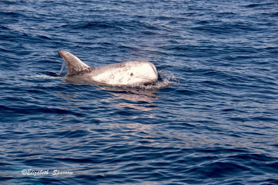 Lanzarote: Sea Safari Experience - On-board guidance: skipper + marine and cetacean expert team
