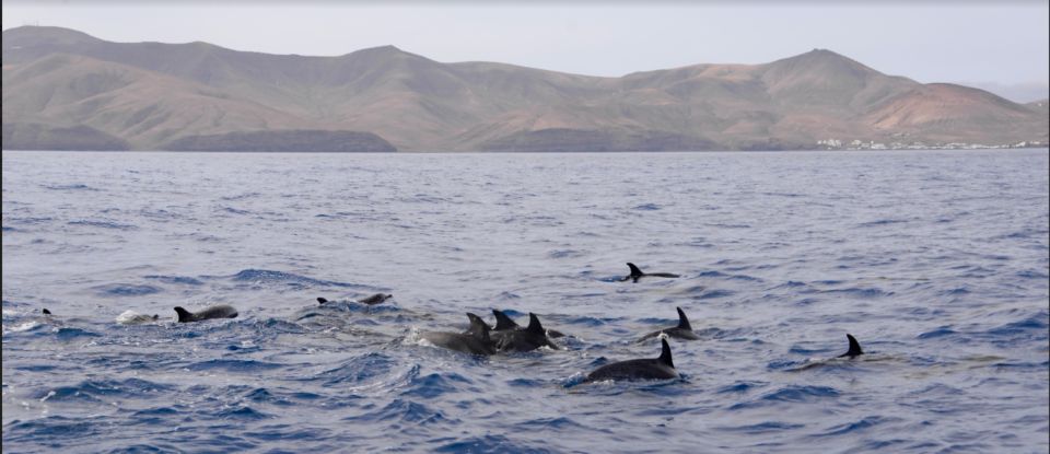 Lanzarote: Sea Safari Experience - Boat comfort and motion: what to realistically expect