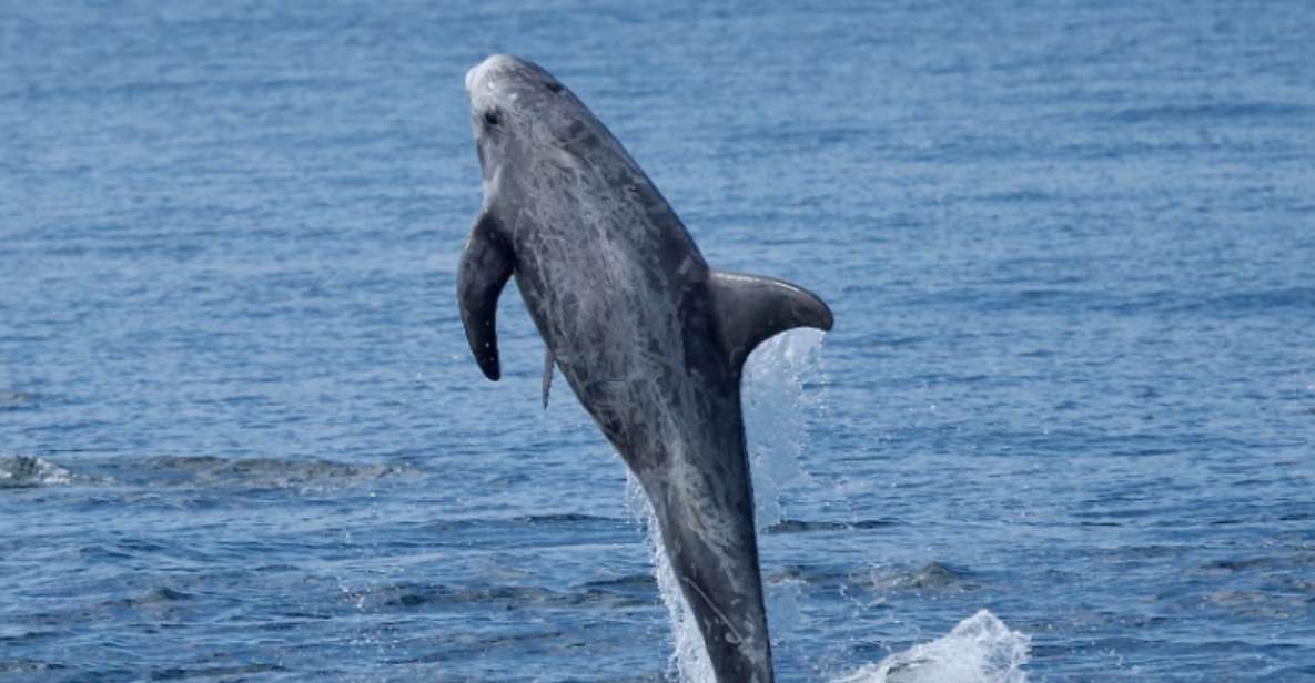 Lanzarote: Sea Safari Experience - Duration and group size: why it keeps the experience personal