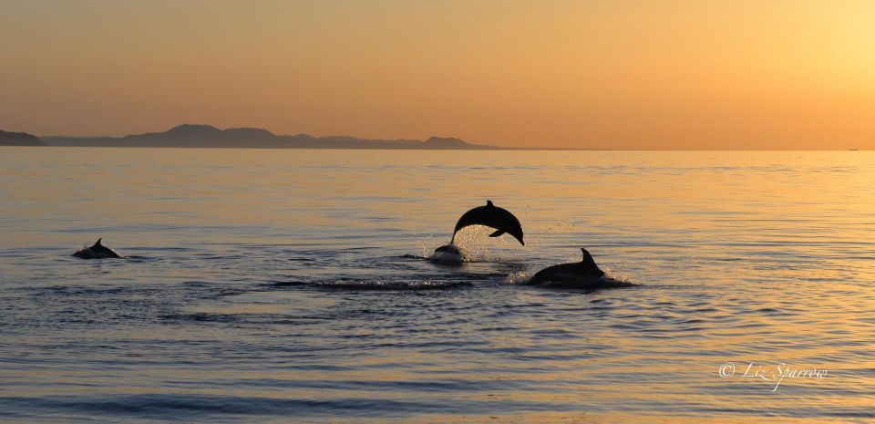 Lanzarote: Sea Safari Experience - Price ($71) and value: what you’re paying for