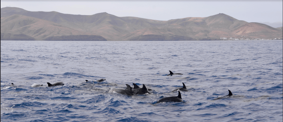 Lanzarote: Sea Safari Experience - What you’ll actually see: whales, dolphins, and the coastline in between