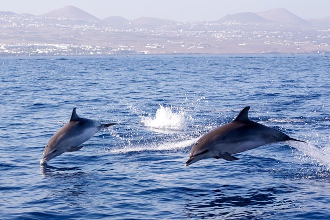 Lanzarote Sea Safari from Puerto calero - Puerto Calero: The Easy Start That Makes Sea Days Feel Chill