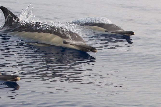 Lanzarote Sea Safari from Puerto calero - Calero Marinas and the Volcanic Coastline Cruise