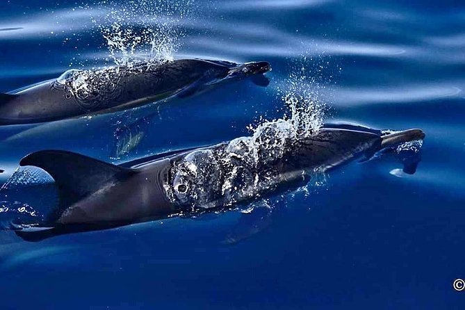 Lanzarote Sea Safari from Puerto calero - What You Might See: Dolphins, Turtles, Sharks, and Flying Fish