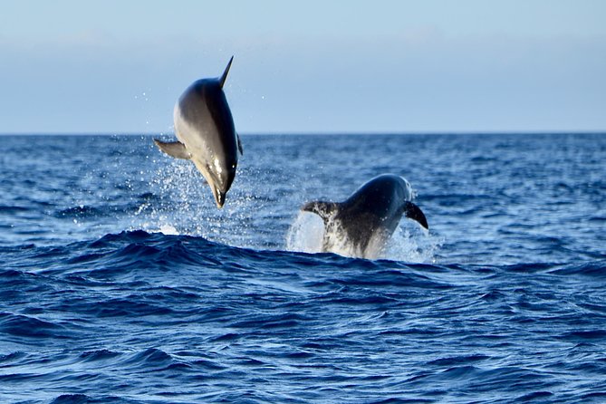 Lanzarote Sea Safari from Puerto calero - Weather Matters More Than You Think