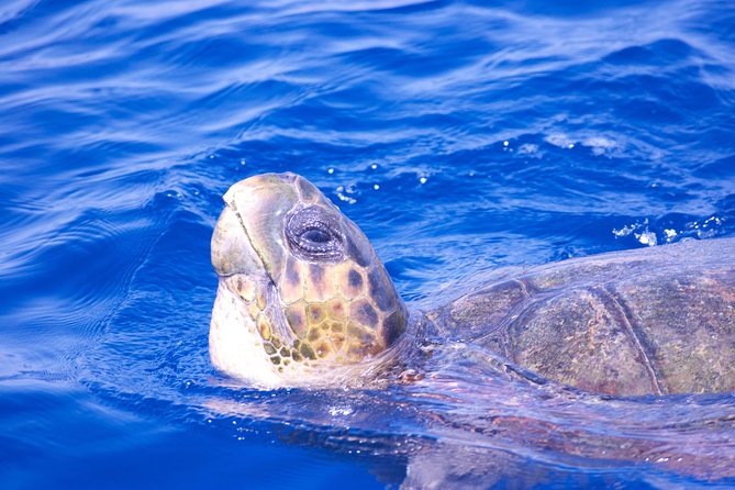 Lanzarote Sea Safari from Puerto calero - Price and Value: Is $72.56 Worth It?