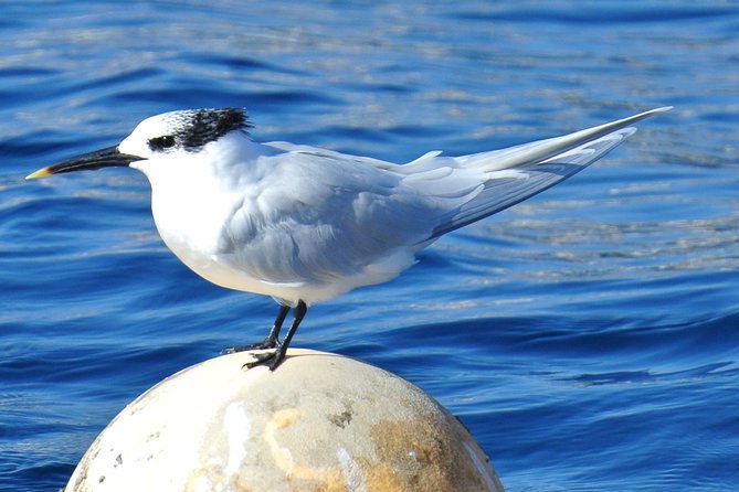 Lanzarote Sea Safari from Puerto calero - Finding Sea Safaris Lanzarote and Getting Comfortable Fast