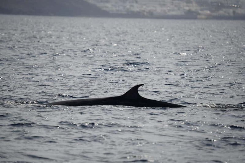 Lanzarote Sunset Experience with dolphin spotting - Key takeaways before you go