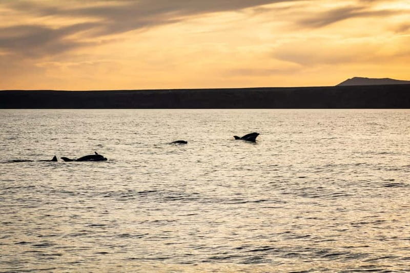 Lanzarote Sunset Experience with dolphin spotting - The crew vibe: calm, welcoming, and respectful