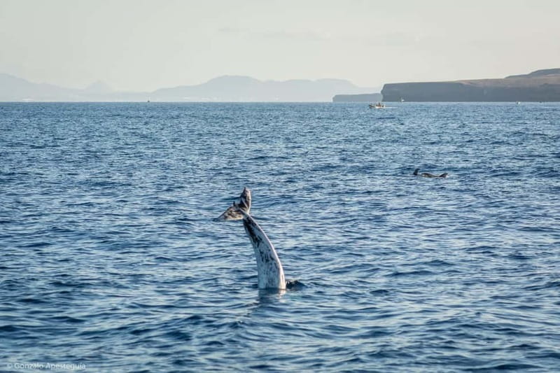 Lanzarote Sunset Experience with dolphin spotting - Getting your best views: simple deck strategy