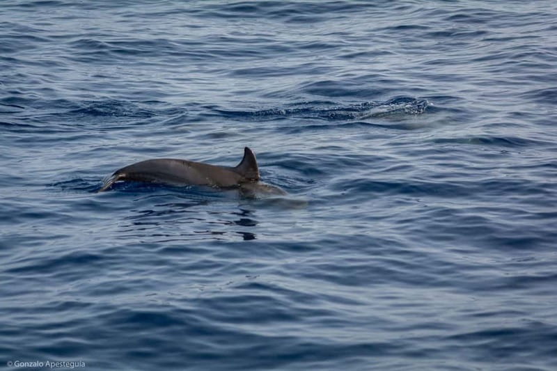 Lanzarote Sunset Experience with dolphin spotting - What to bring (and what to skip)
