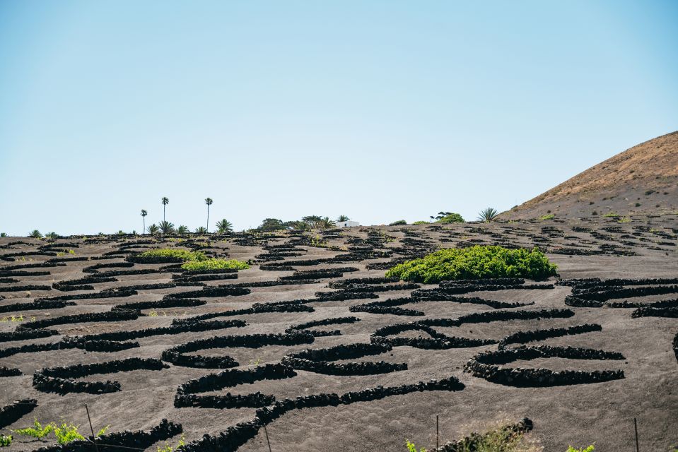 Lanzarote: Timanfaya National Park & La Geria Tour - Timanfaya’s heat: what makes this park so special