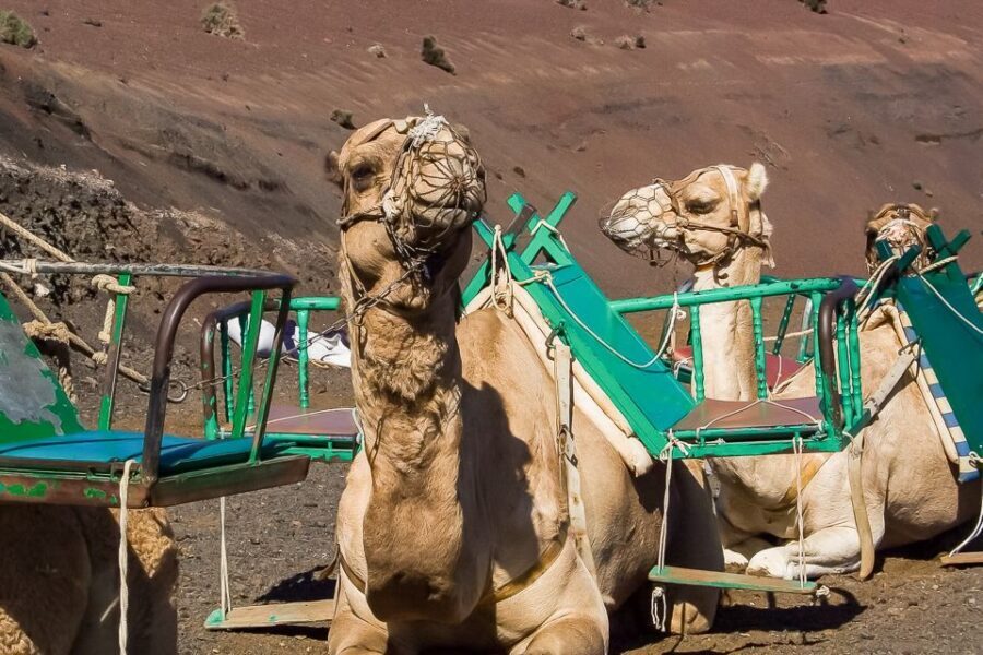 Lanzarote: Timanfaya National Park Volcanic Craters Tour - Timanfaya on Wheels: What This Volcano Route Actually Delivers