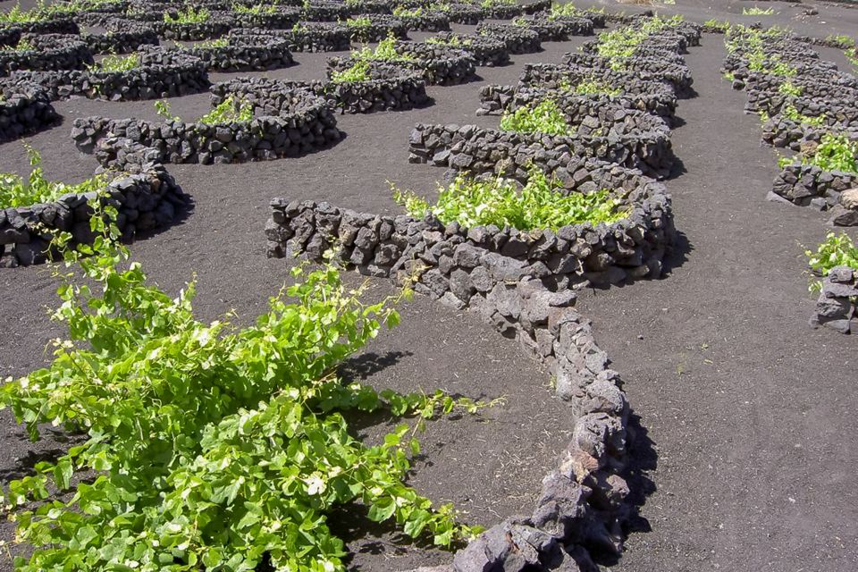 Lanzarote: Timanfaya Park and Jameos del Agua Full-Day Tour - Lunch on Your Own: One Hour to Refuel