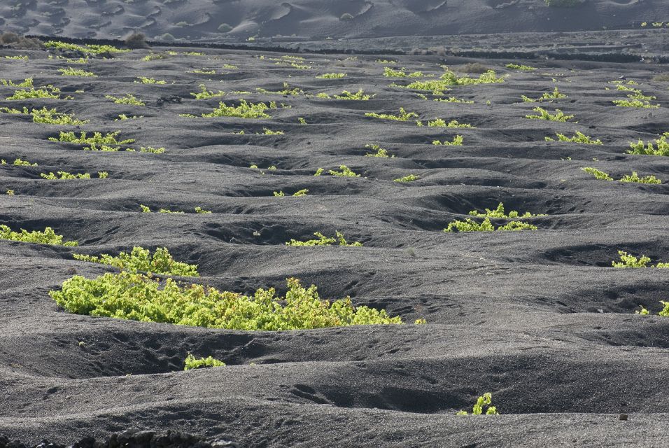 Lanzarote: Vineyard Tour with Wine and Chocolate Tasting - Should you book this tour?
