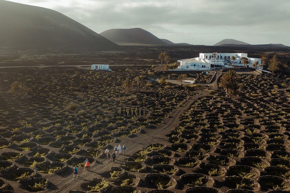 Lanzarote: Vineyard Tour with Wine and Chocolate Tasting - The two grapes you’ll understand: Malvasía Volcánica and Listán Negro