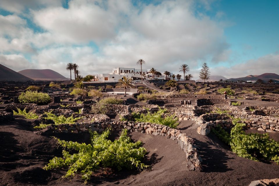 Lanzarote: Vineyard Tour with Wine and Chocolate Tasting - Price and value at $28 per person