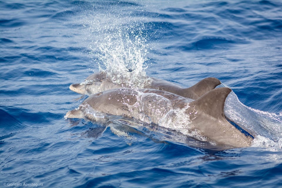 Lanzarote: Whale and Dolphin Watching Eco-Friendly Catamaran - Key things you’ll notice right away