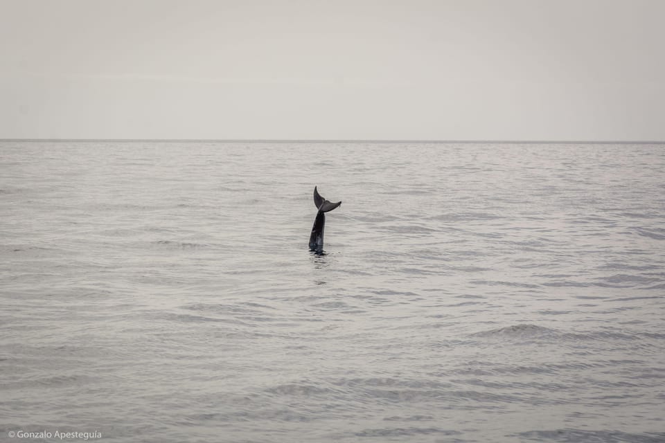 Lanzarote: Whale and Dolphin Watching Eco-Friendly Catamaran - What the 4 hours at sea actually feels like